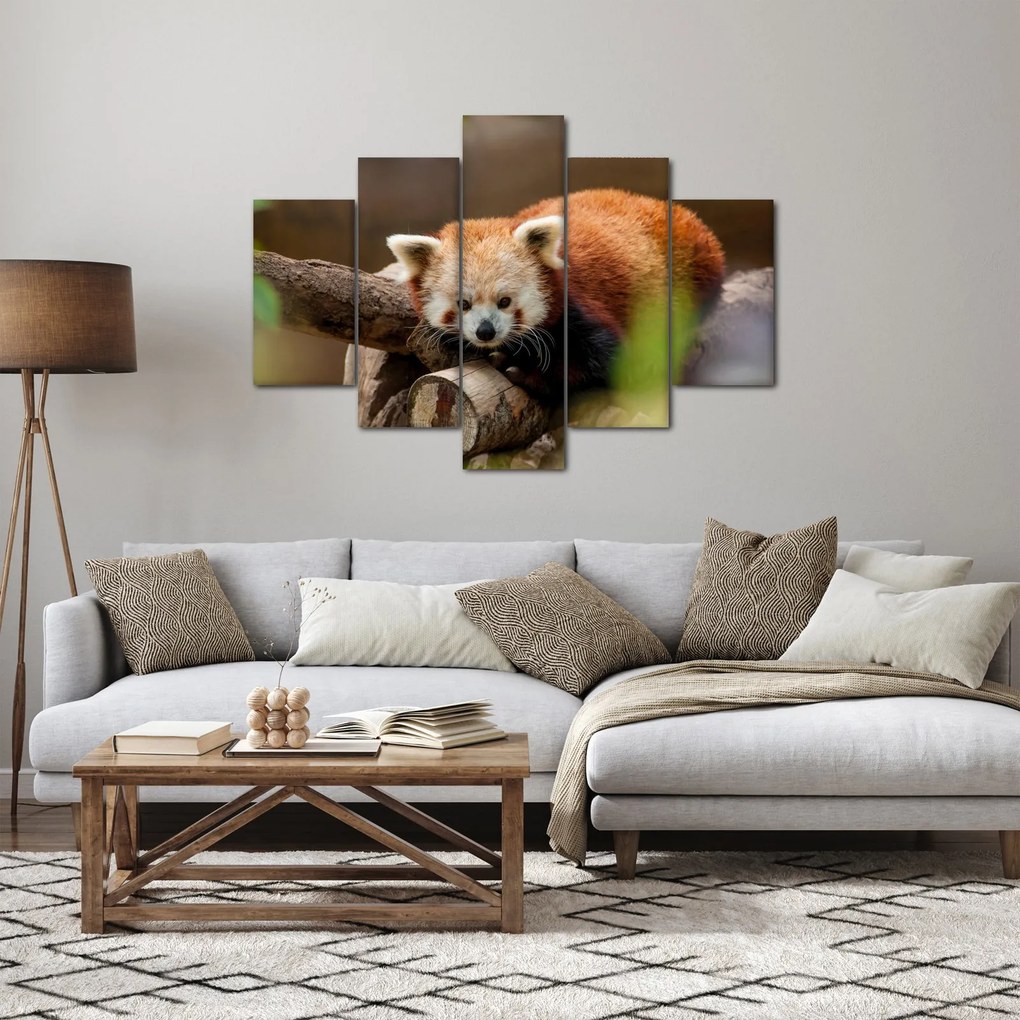 Tablou cu panda roșie (150x105 cm)