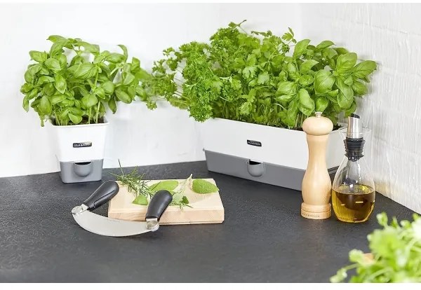 Râșniță pentru piper CAPSTAN BEECH fag 20 cm Cole&Mason