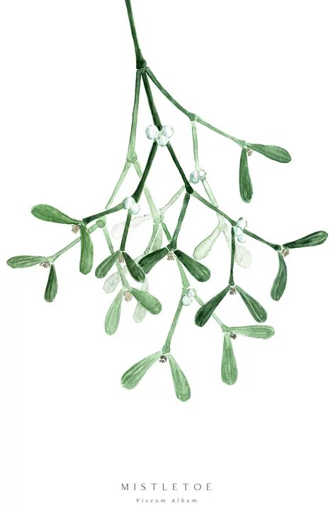 Ilustrație Watercolor mistletoe illustration, Blursbyai