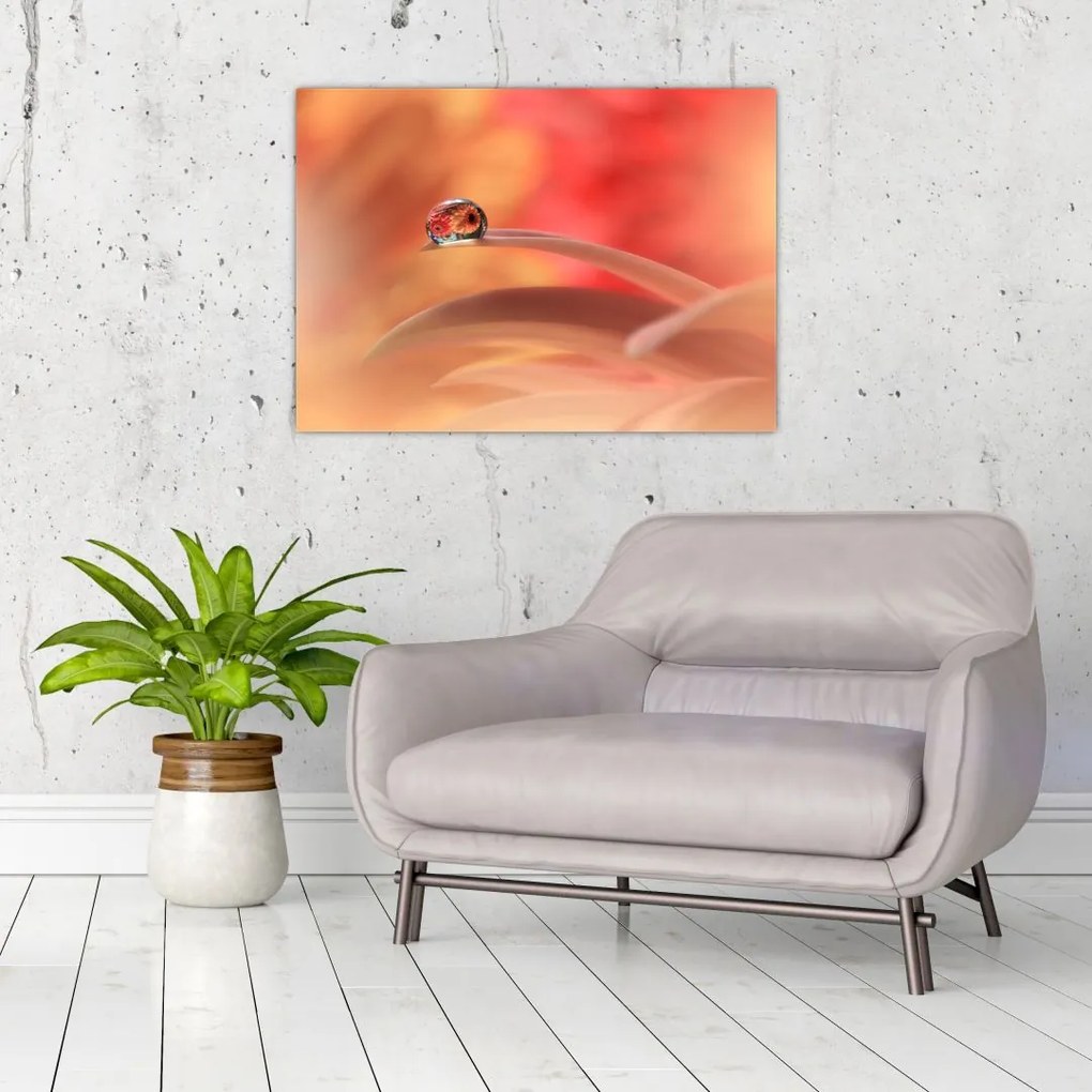 Tablou pe sticlă picăturii de rouă pe floare (70x50 cm)