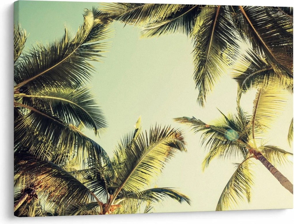 Tablou - Palmieri de cocos (70x50 cm)