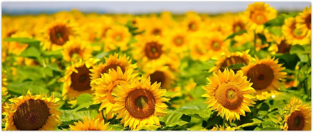 Tablou - Floarea-soarelui (120x50 cm)