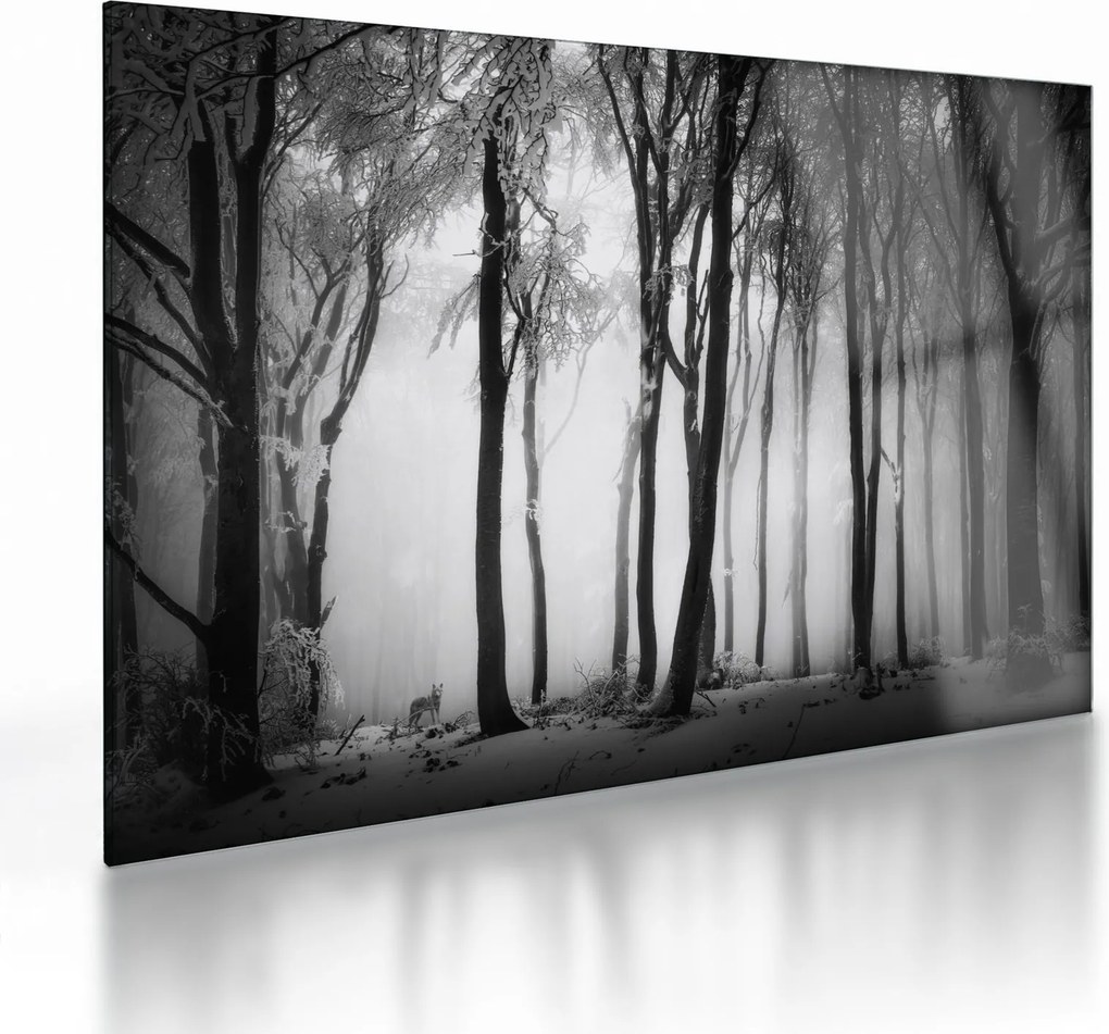 Tablou pe sticlă - Lup în pădurea întunecată (70x50 cm)