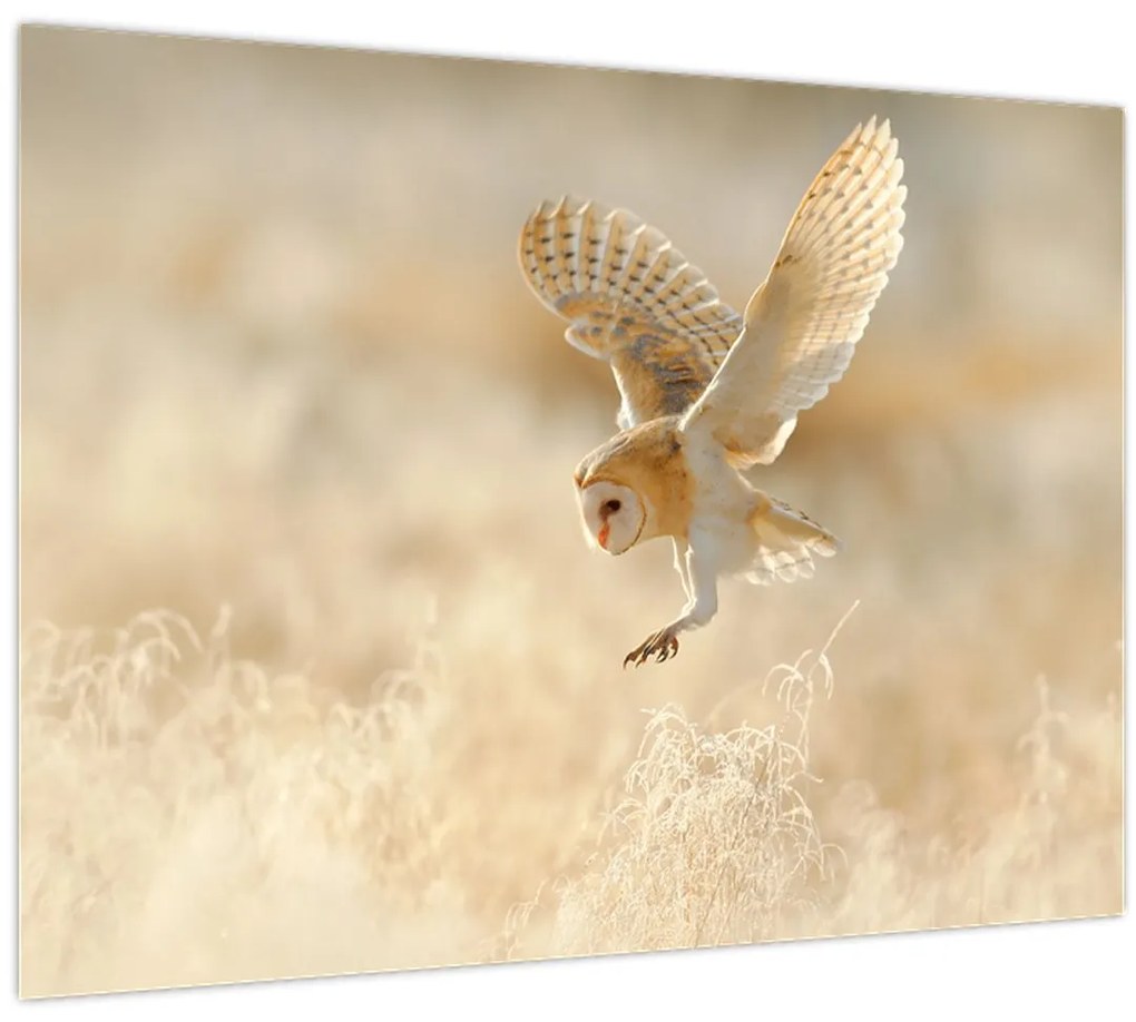 Tablou - Bufniță (70x50 cm)