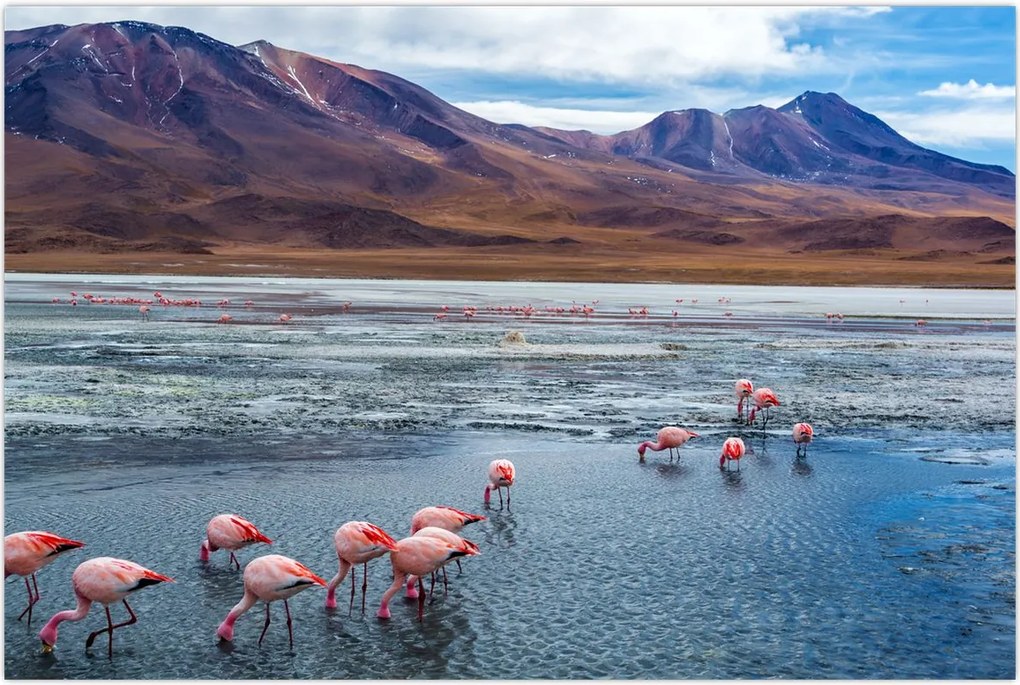 Tablou - Flamingo (90x60 cm)