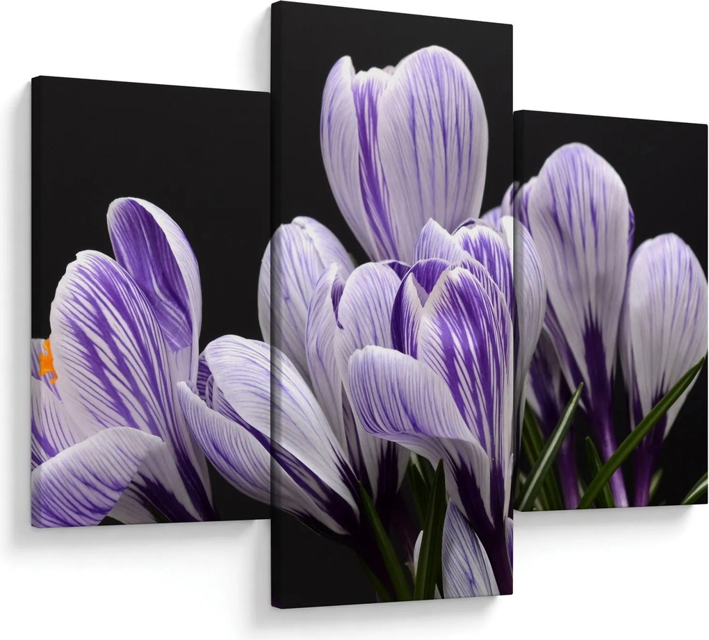 Tablou - Crocus violet (90x60 cm)