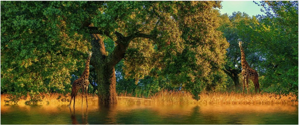Tablou cu girafe în natură (120x50 cm)