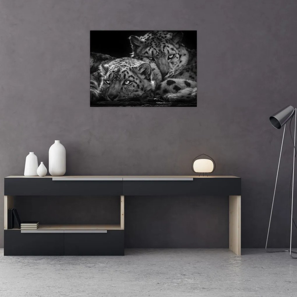 Tablou - Gheparzi care se odihnesc (70x50 cm)