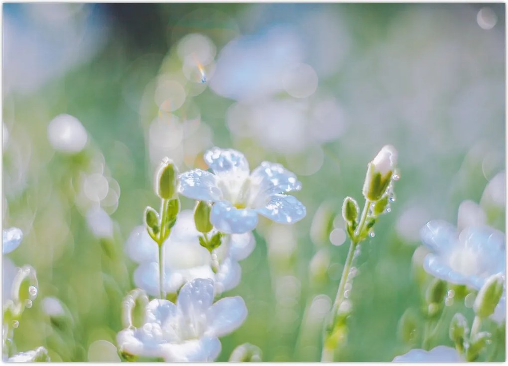 Tablou - Flori delicate (70x50 cm)