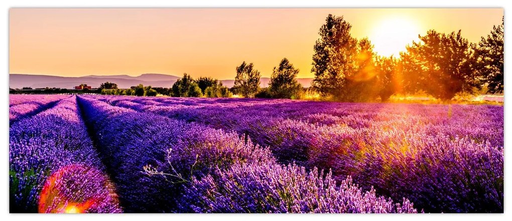 Tablou cu câmp de lavanda (120x50 cm)