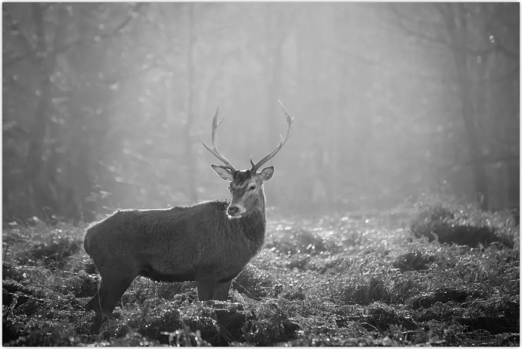 Tablou - Căprioare in pădure,alb-negru (90x60 cm)
