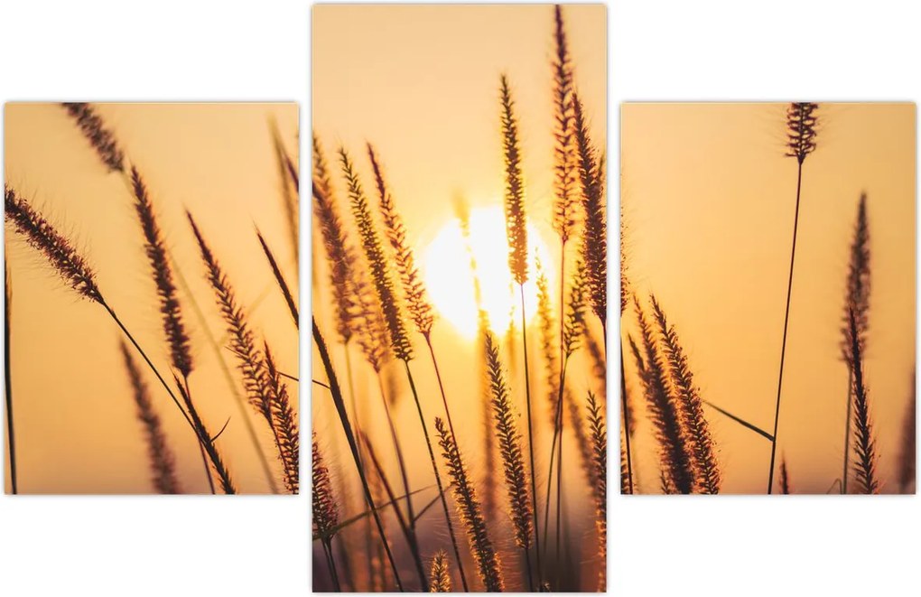 Tablou - Iarbă la soare (90x60 cm)