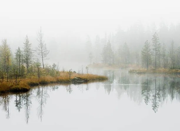 Fotografie Water in forest, Roine Magnusson