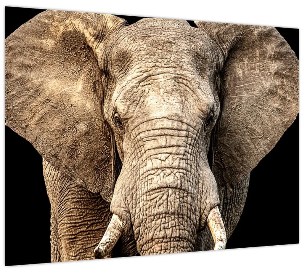 Tablou pe sticlă - Elefant african (70x50 cm)