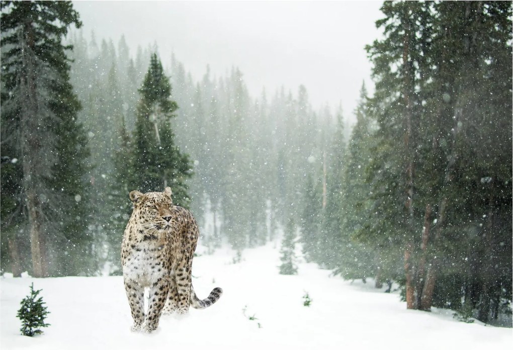 Tablou pe sticlă cu leopard în zăpadă (70x50 cm)