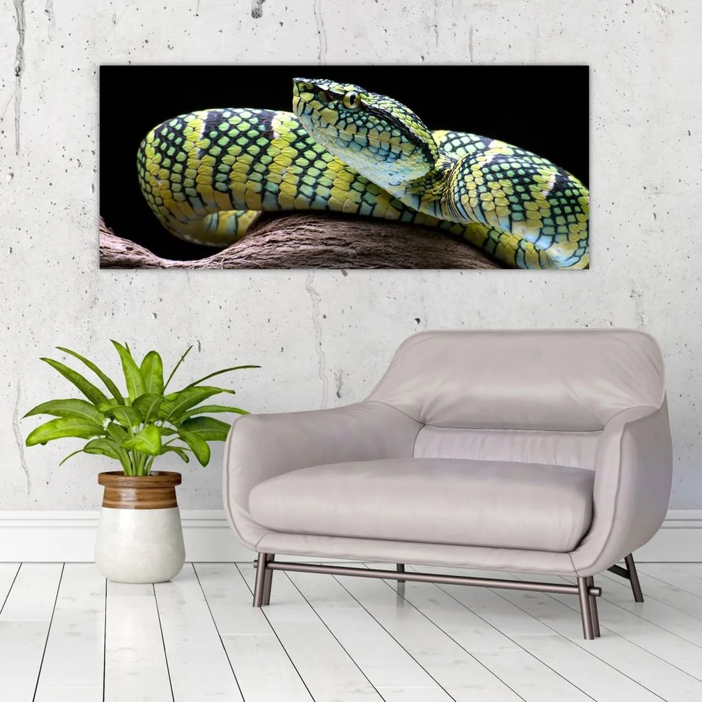 Tablou - Șarpele cu clopoței al lui Wagler (120x50 cm)