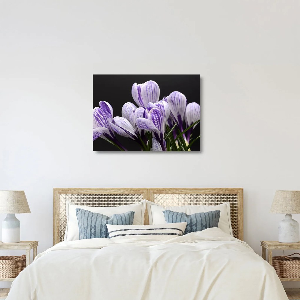 Tablou pe sticlă - Crocus violet (70x50 cm)