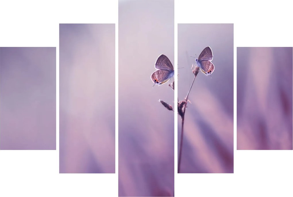 Tablou - Fluturi mov (150x105 cm)