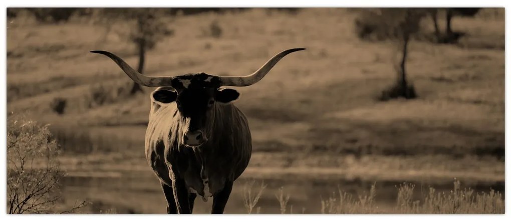 Tablou - Vacă din Texas (120x50 cm)