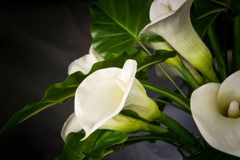 Aranjament floral mediu design LUX FAZZOLETTO CALLA