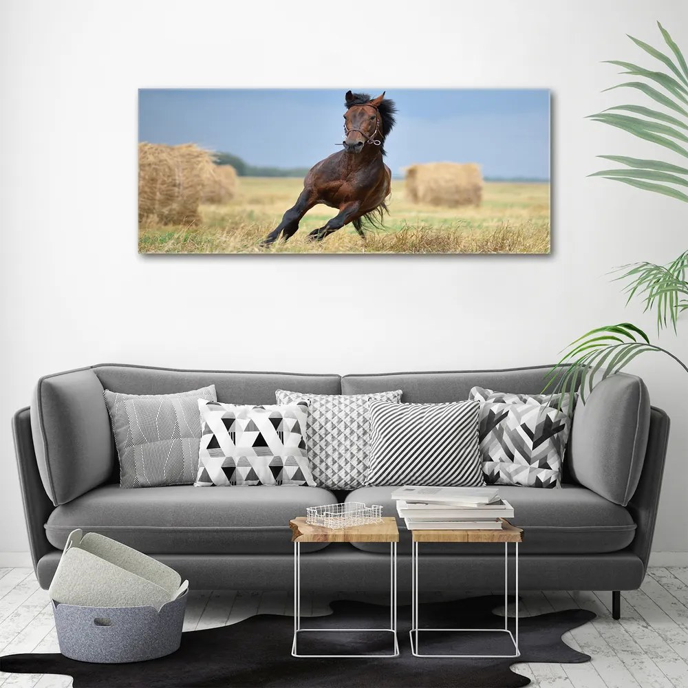 Tablou pe pânză canvas Un cal în galop