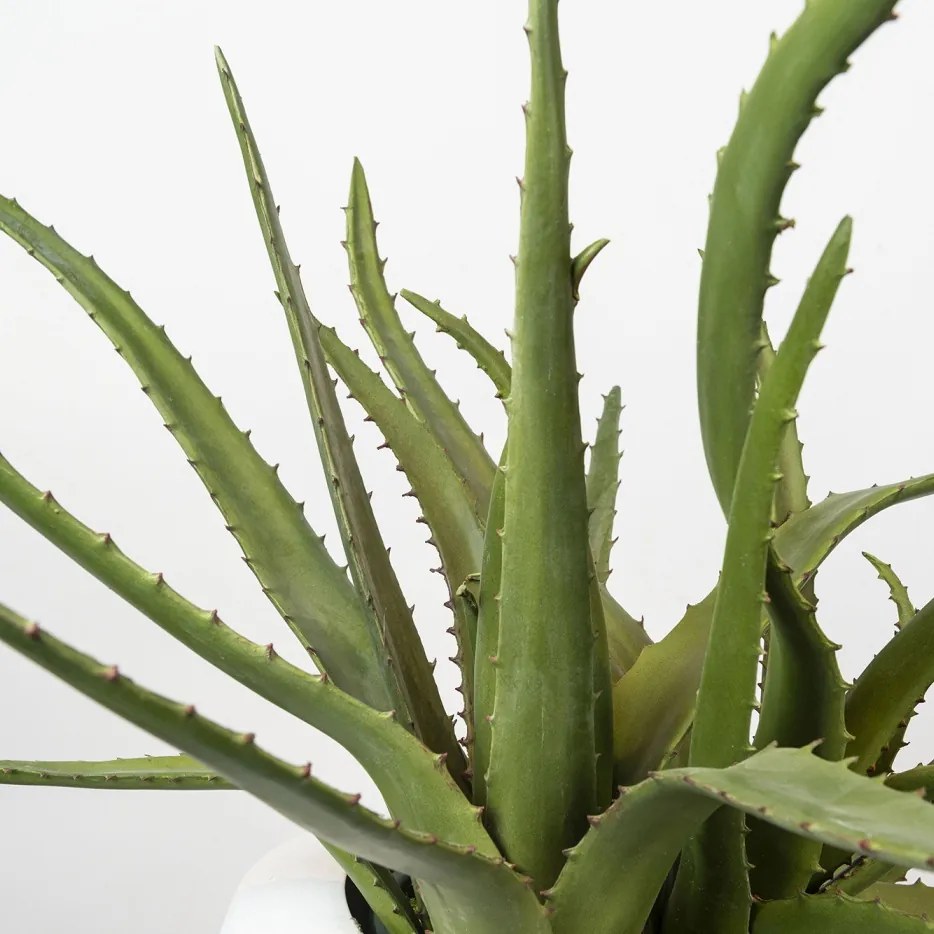 Aranjament floral mare OBICE DAVID EARS WITH ALOE