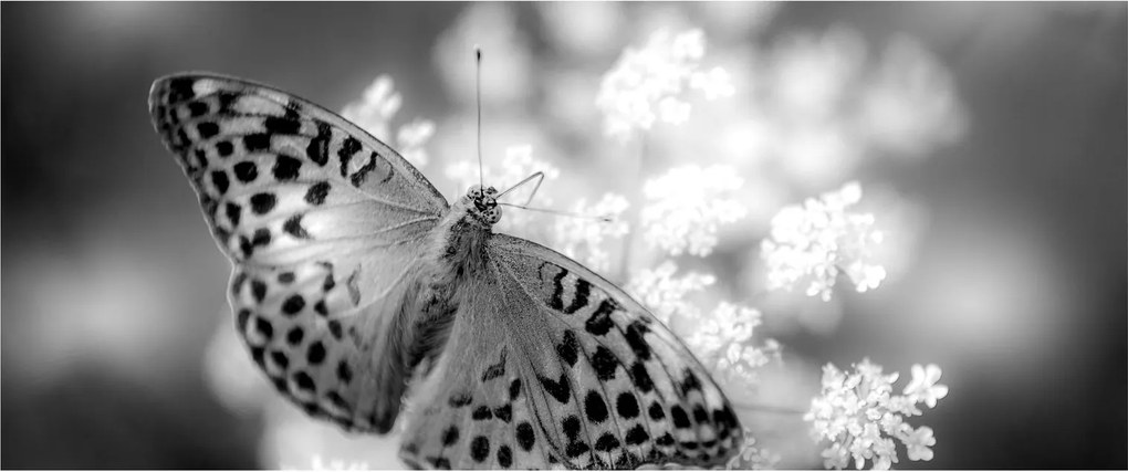 Tablou - Detailu cu fluture care polenizează floare (120x50 cm)