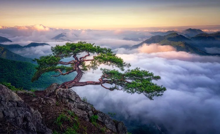 Fotografie On the rock, Tiger Seo