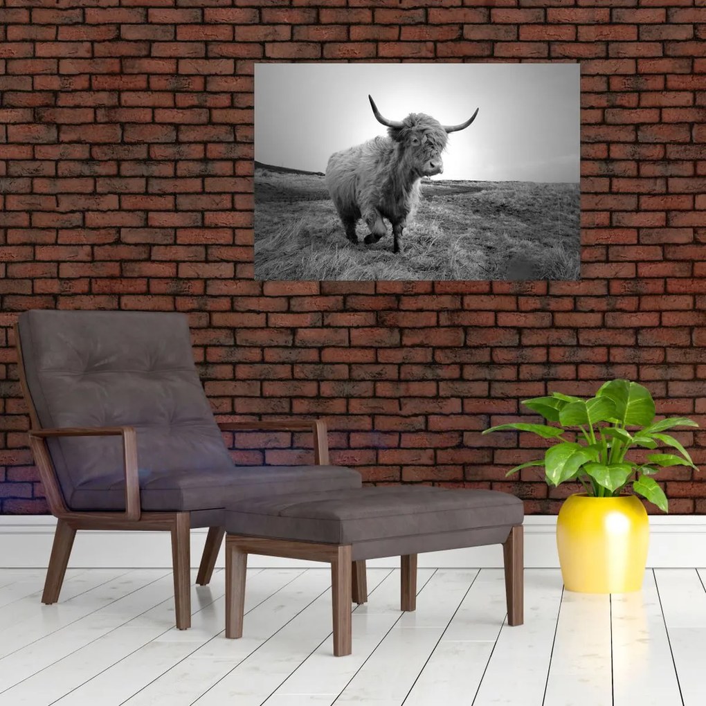 Tablou - Vacă scoțiană,alb-negru (90x60 cm)
