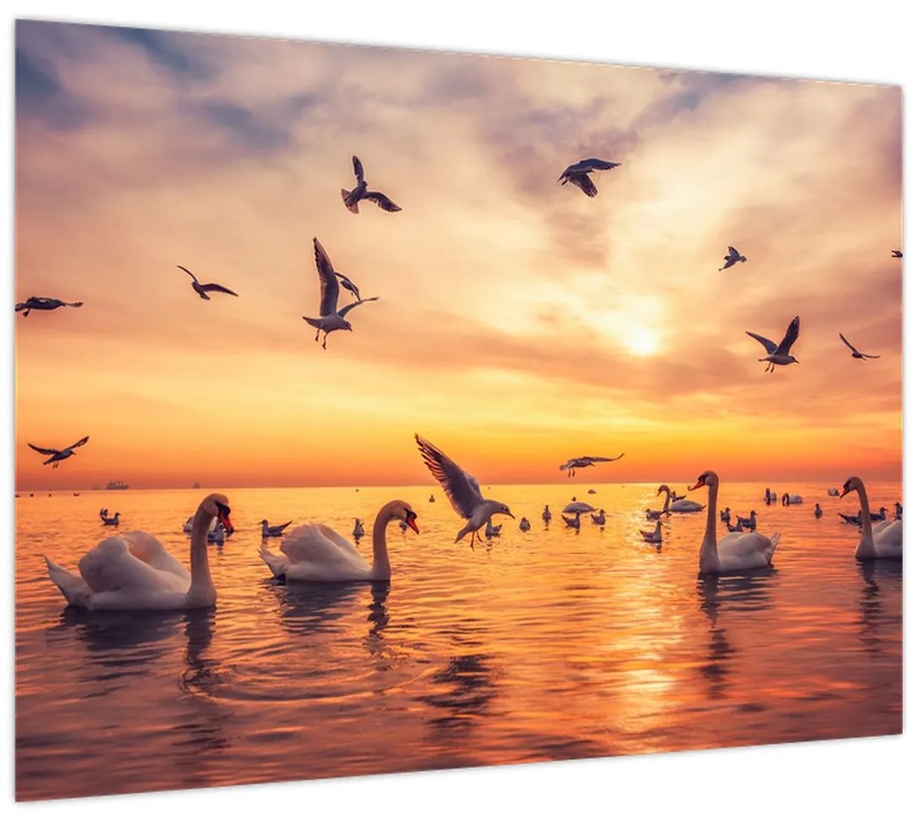 Tablou - Lebedă (70x50 cm)