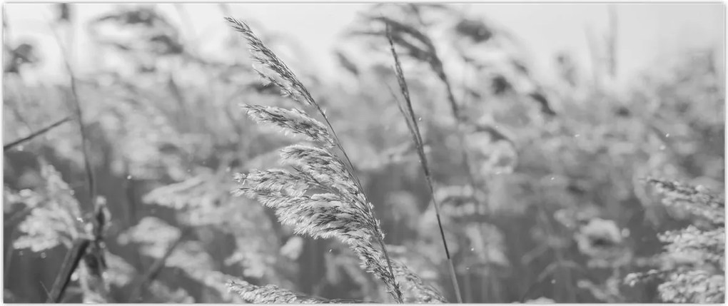 Tablou - Iarba în vânt (120x50 cm)