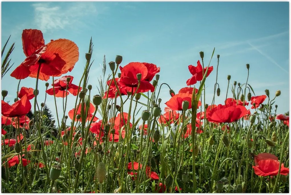Tablou - Pe câmpul cu maci (90x60 cm)