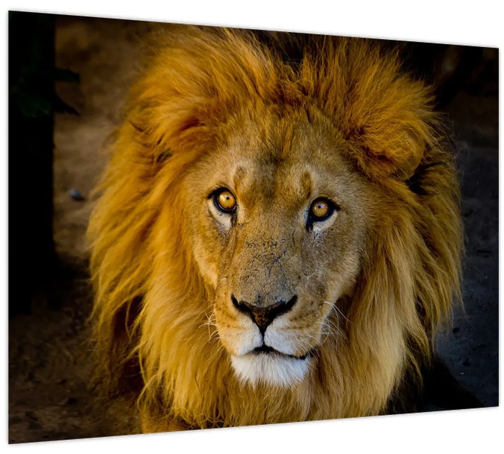 Tablou - Portret de leu (70x50 cm)