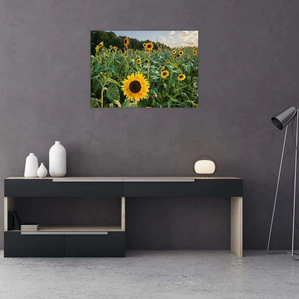 Tablou pe sticlă - Câmpul de floarea-soarelui II. (70x50 cm)
