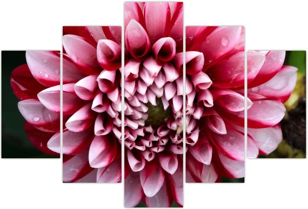 Tablou cu dalie roz (150x105 cm)