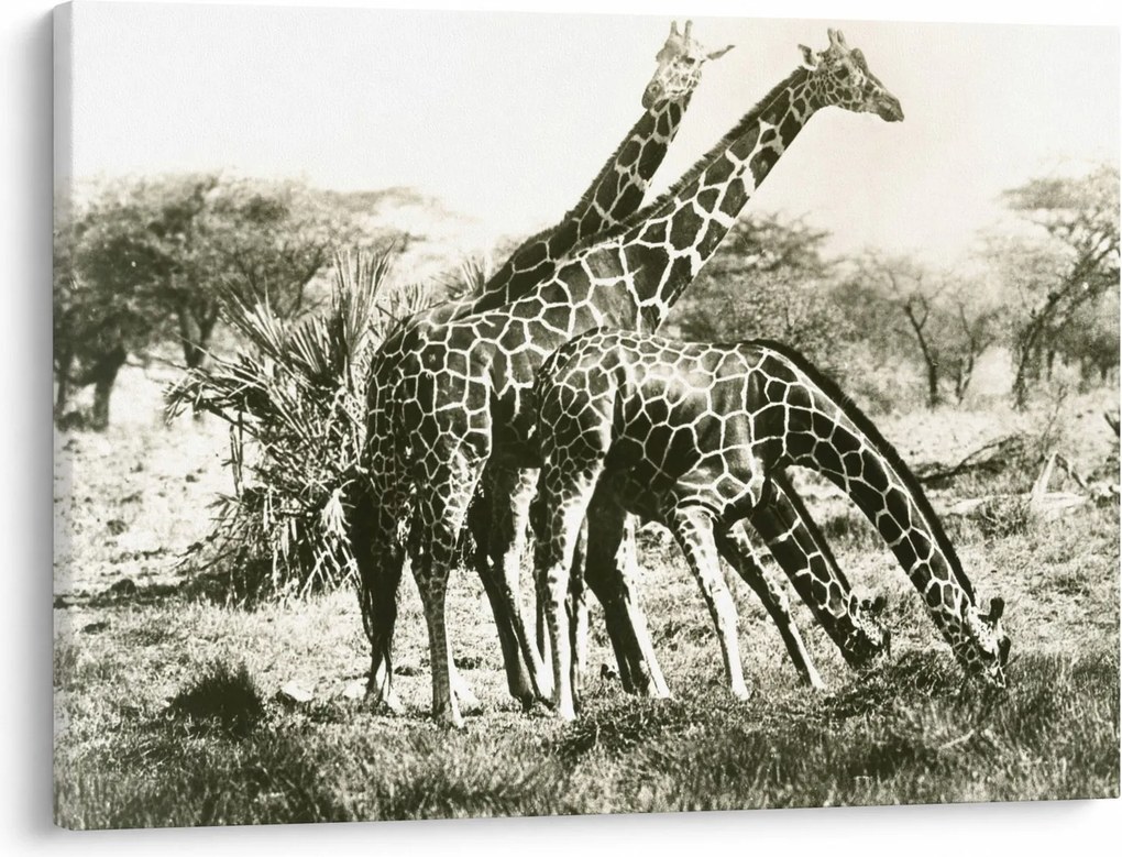 Tablou - Girafe, de epocă (70x50 cm)