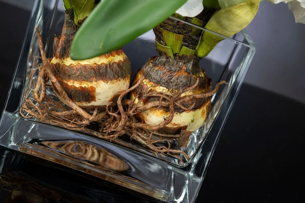 Aranjament floral mediu design LUX SQUARE AMARYLLIS BULB