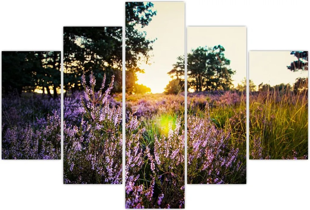 Tablou - Câmp cu lavandă (150x105 cm)