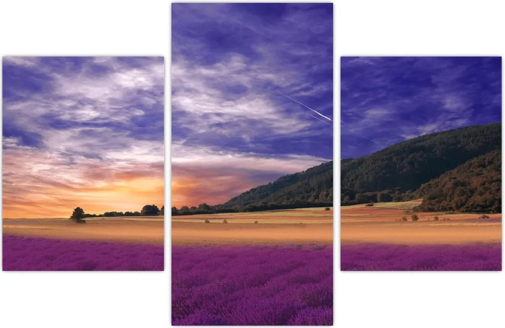 Tablou cu lunca cu lavandă (90x60 cm)