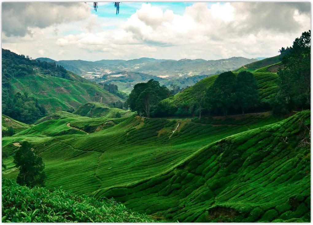 Tablou Plantații de ceai - Malaezia (70x50 cm)
