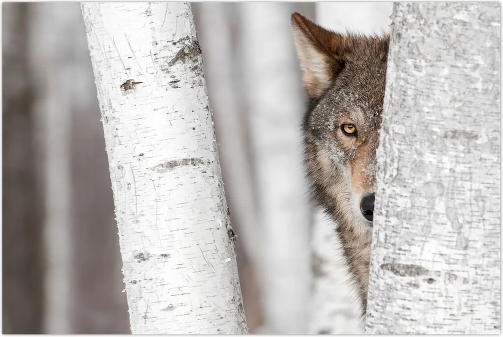 Tablou - Lup (90x60 cm)