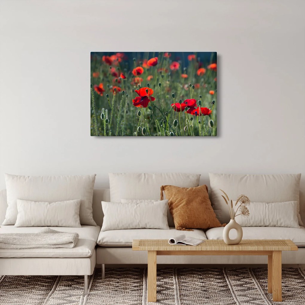 Tablou - Lunca cu maci (90x60 cm)