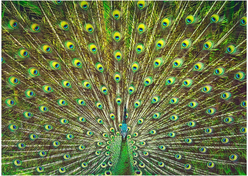 Tablou - Peacock (70x50 cm)