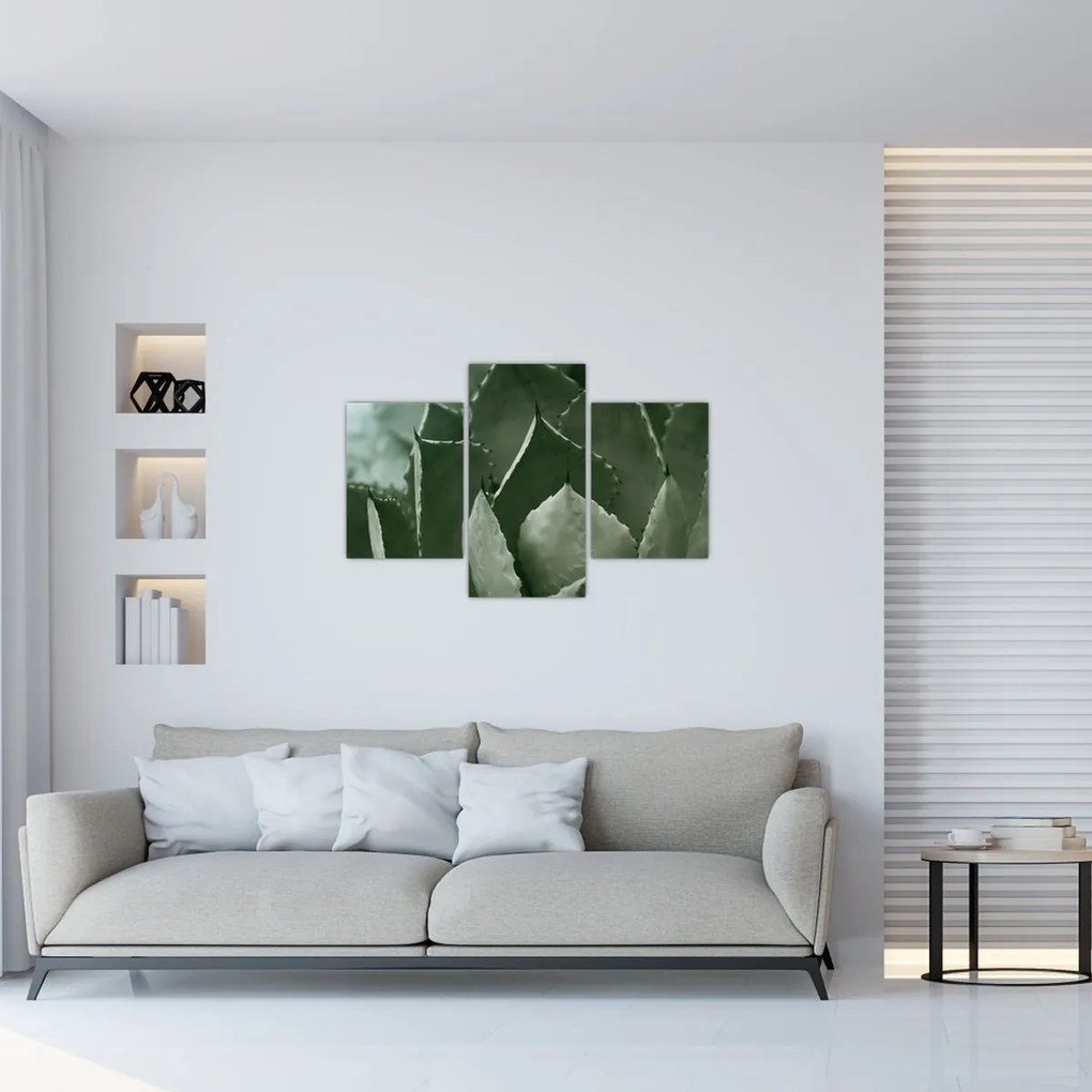 Tablou - Agave verde (90x60 cm)