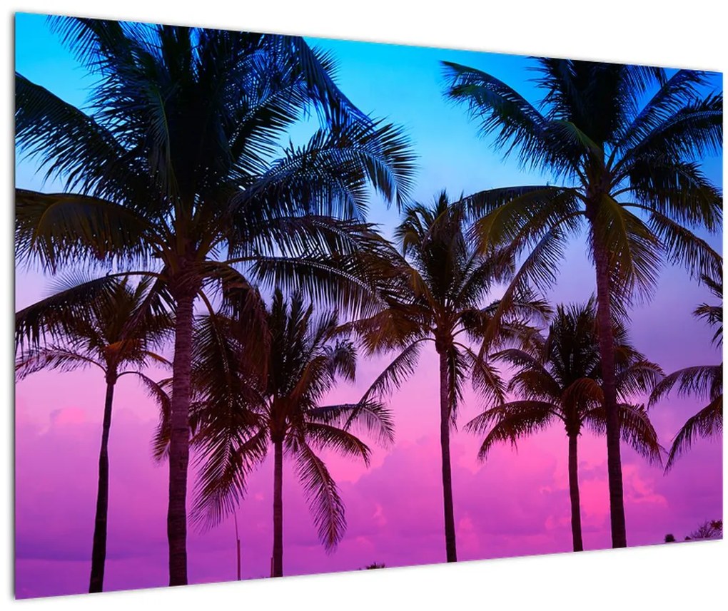 Tablou - Palmieri din Miami (90x60 cm)