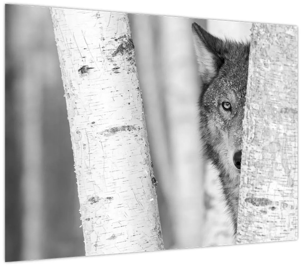 Tablou pe sticlă - Lupul din pădure (70x50 cm)