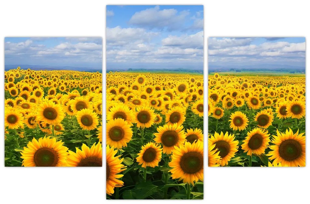 Tablou cu lan de floarea soarelui (90x60 cm)