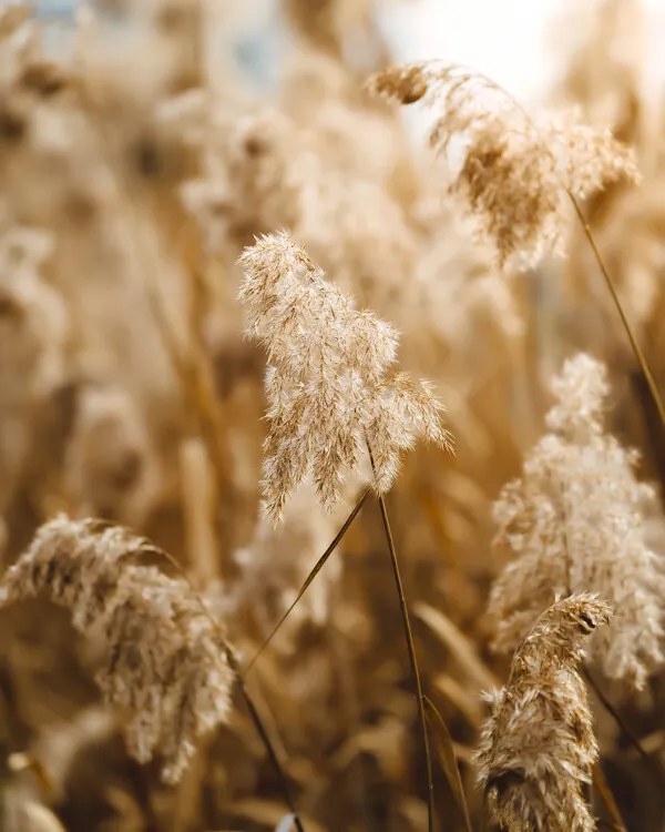 Fotografie Reed flower, Josip Milievi