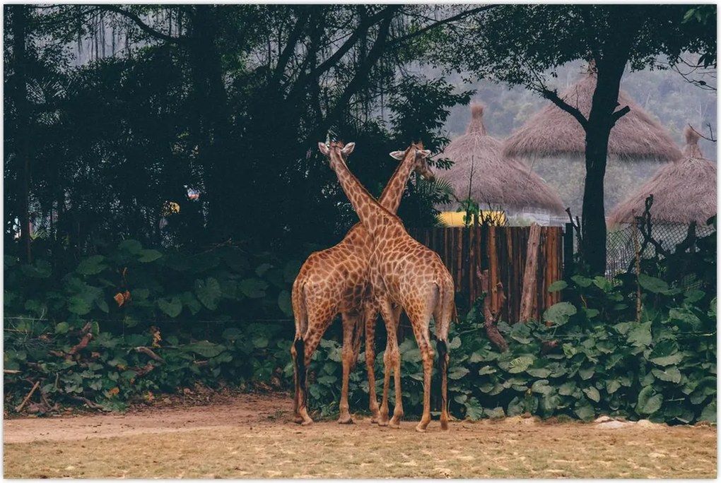 Tablou cu două girafe (90x60 cm)