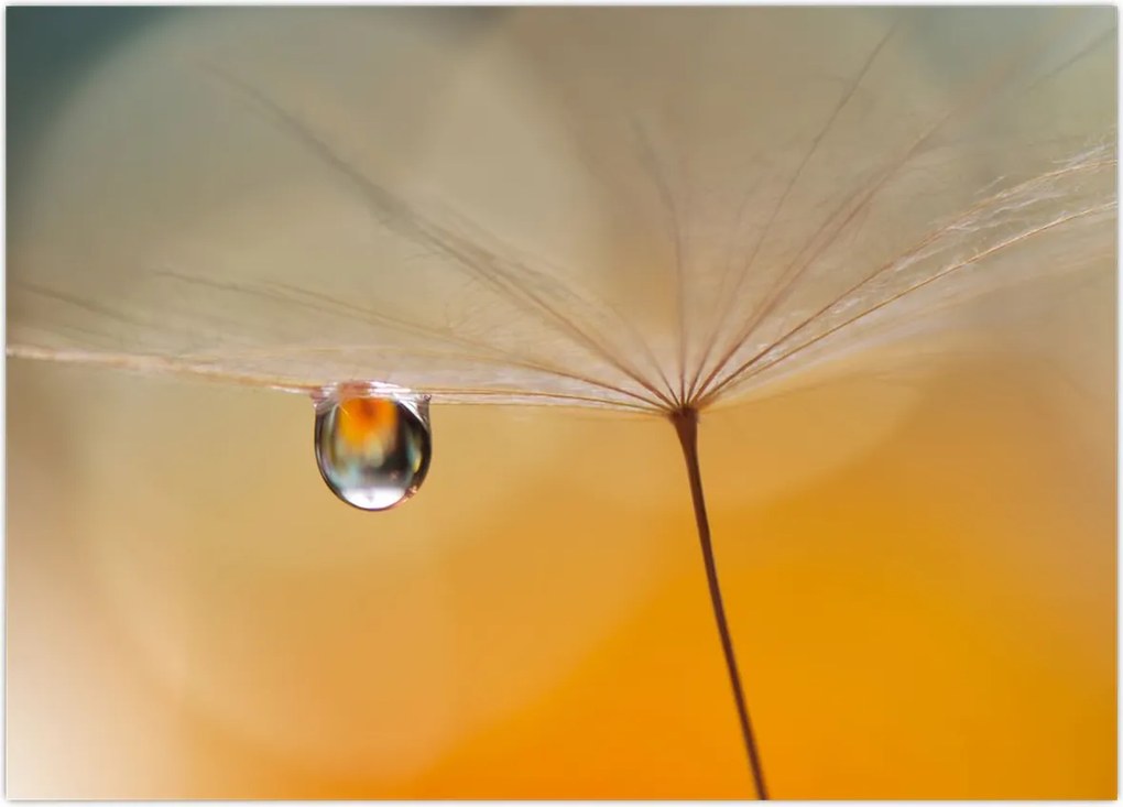 Tablou - Flori macro (70x50 cm)